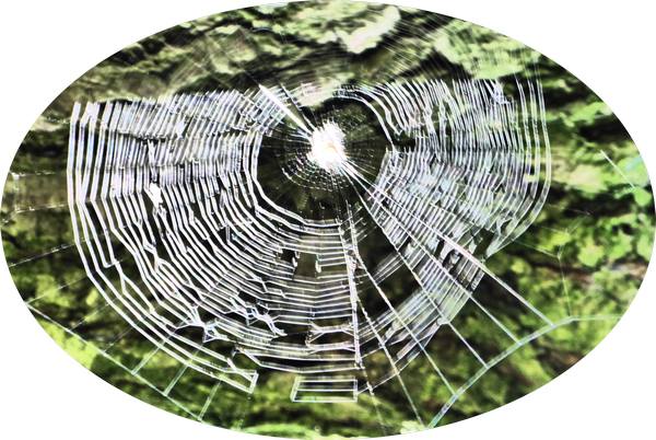 Web